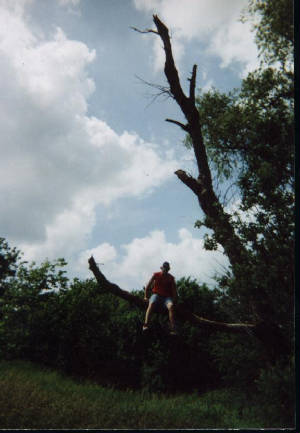 tree.jpg